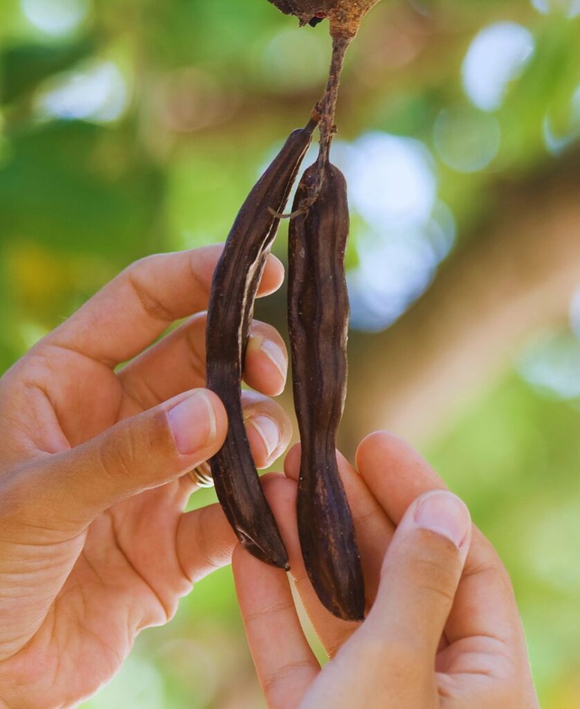 main qui cueille des gousses de caroube directement sur l’arbre