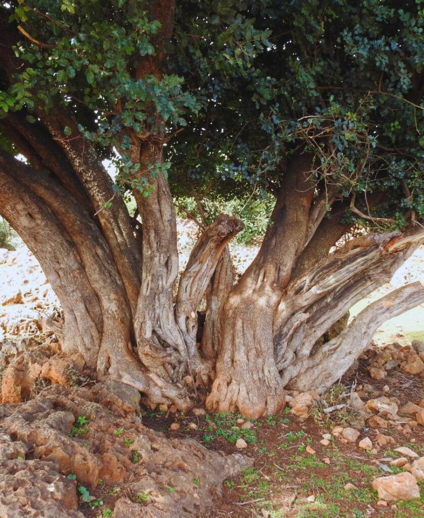 Tronc d'arbre de caroubier ancien dans l'Algarve, dans le sud du Portugal