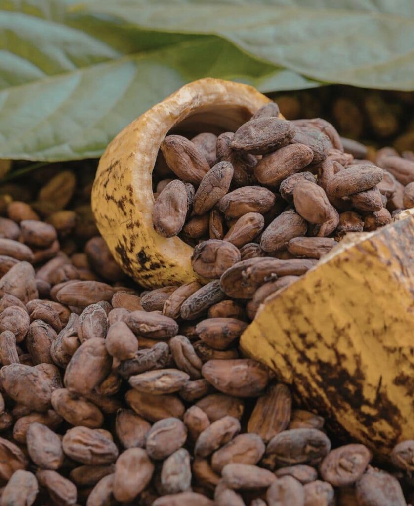 fèves de cacao fraîchement récoltées