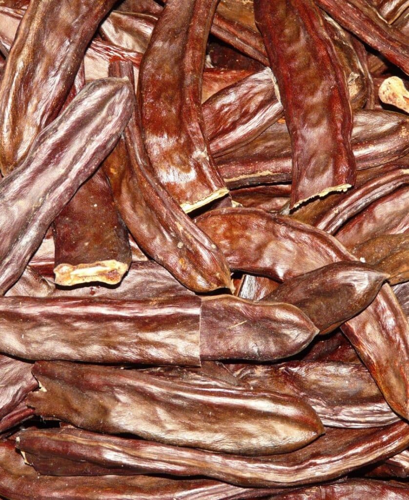 gousses de caroube séchées après la récolte