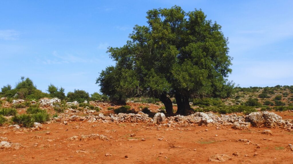 Qu'est-ce que la caroube. Vieux caroubier dans un paysage méditerranéen sec en Algarve