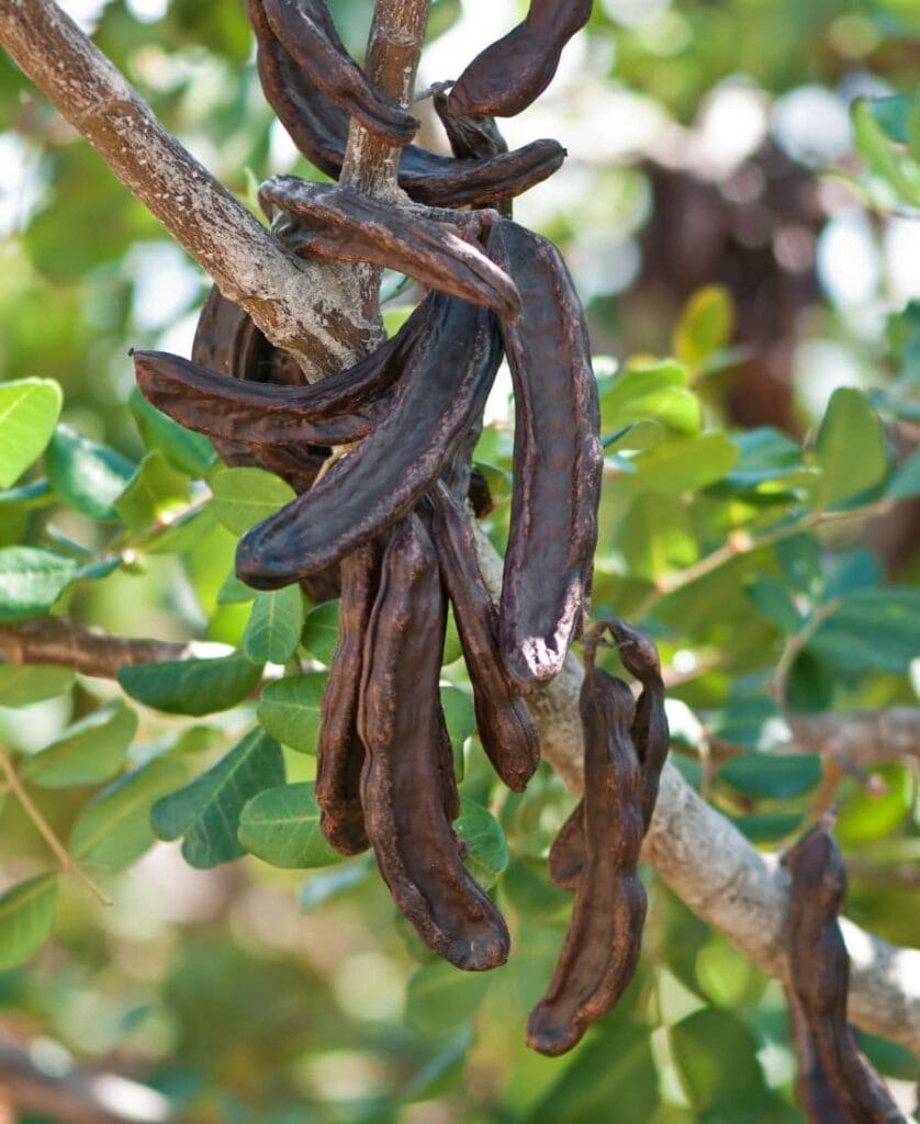 Gousses de caroube brunes mûres accrochées à l'arbre