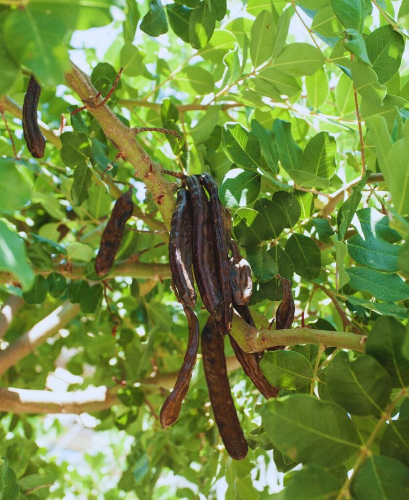 gousses de caroube mûres sur l’arbre sous la lumière naturelle