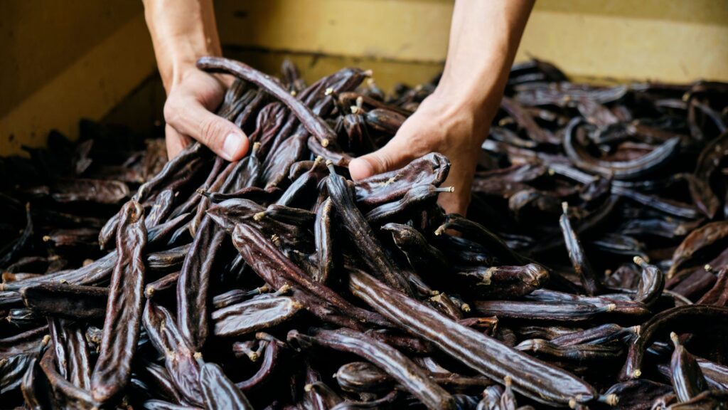 gousses de caroube ahrvest dans une boîte en bois gros plan avec les mains