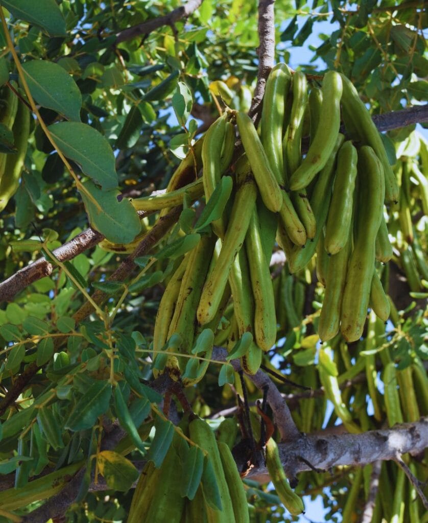 Gousses de caroube vertes non mûres poussant sur l'arbre
