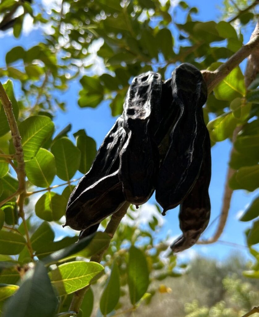 Gousses de caroube mûres