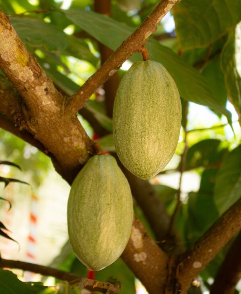 fèves de cacao
