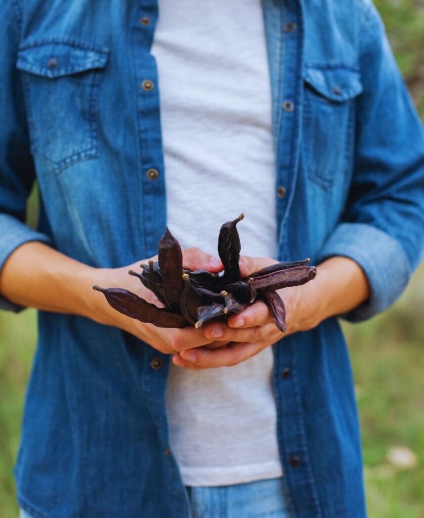 Hand holding a carob pod as a simple natural snack