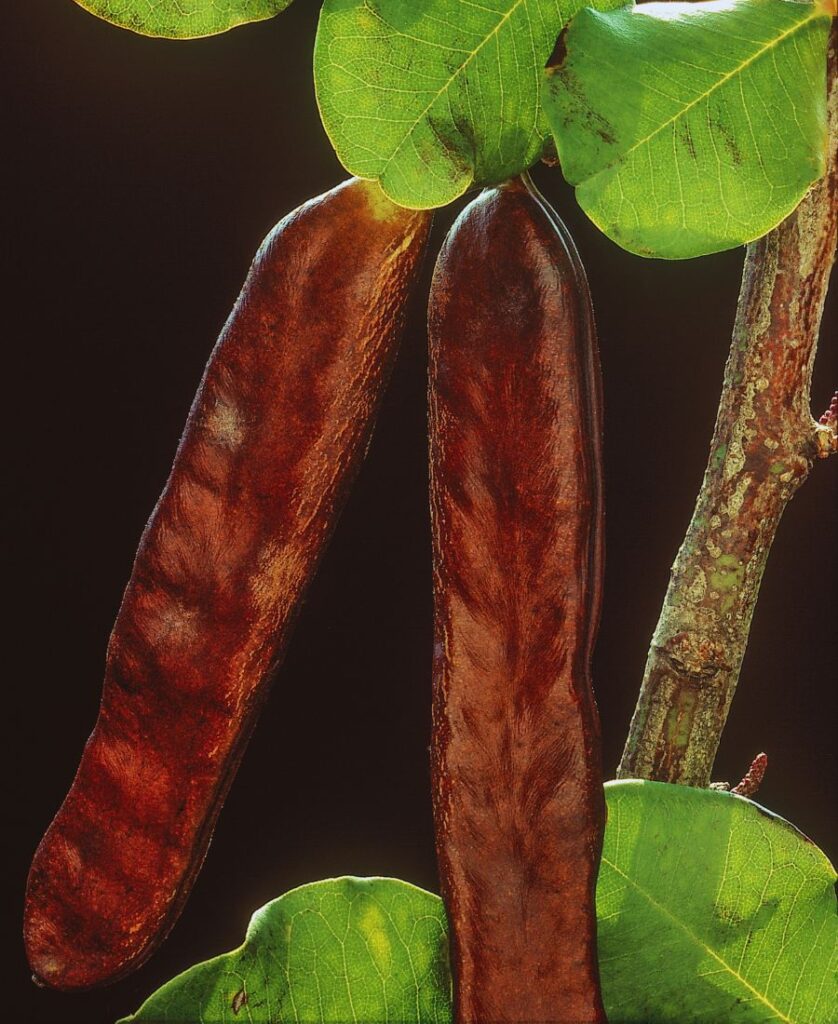 vagens de alfarroba inteiras mostrando textura firme e características naturais