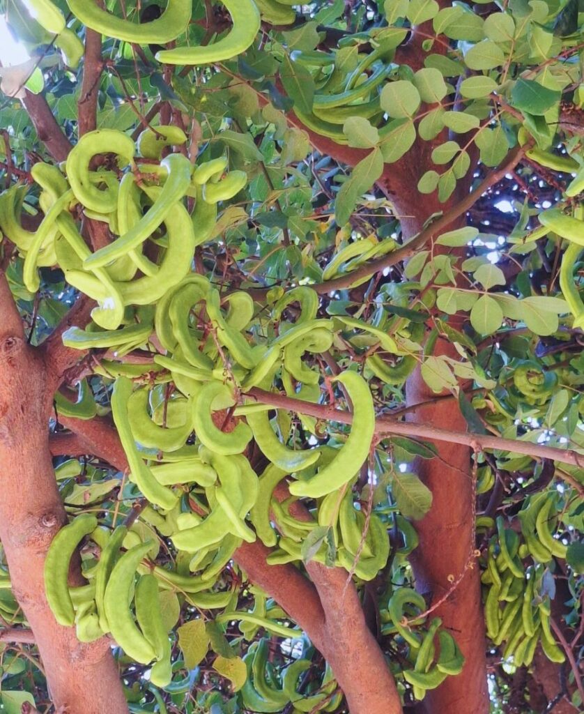 Carob tree in a Mediterranean landscape with natural sunlight